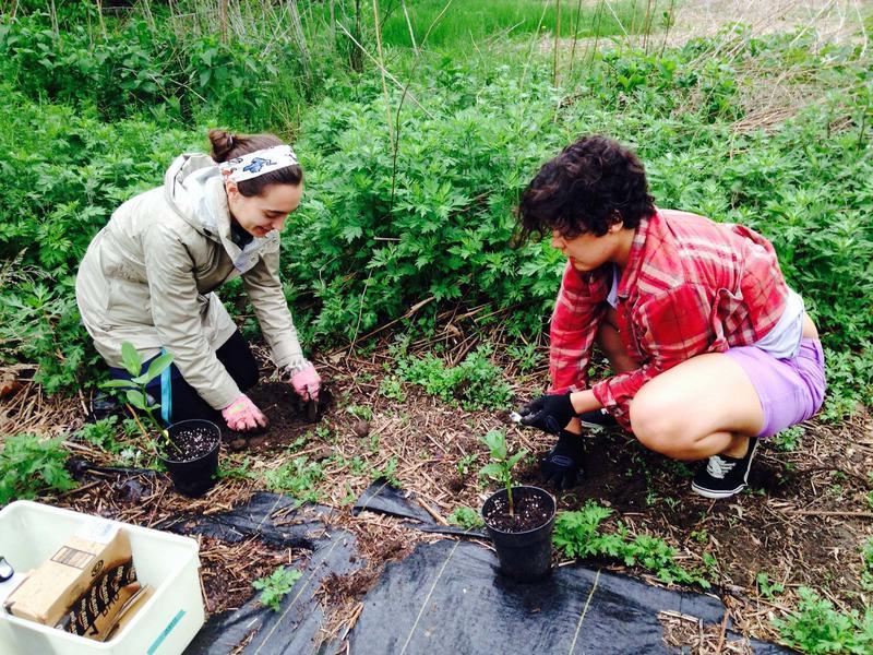 2 young women kneeling in the dirt 和 planting butterfly weed